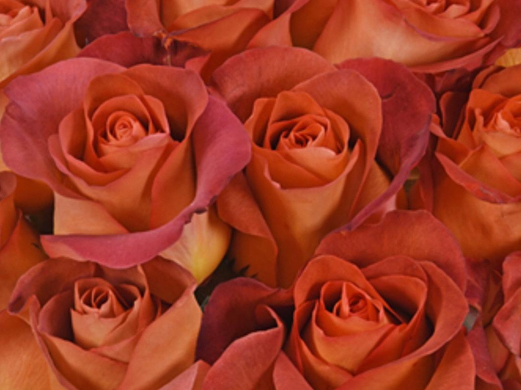 The Wedding Website of Leah Macy and Jacob Gram