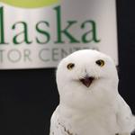 Alaska Raptor Center