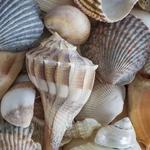 Beachcombing