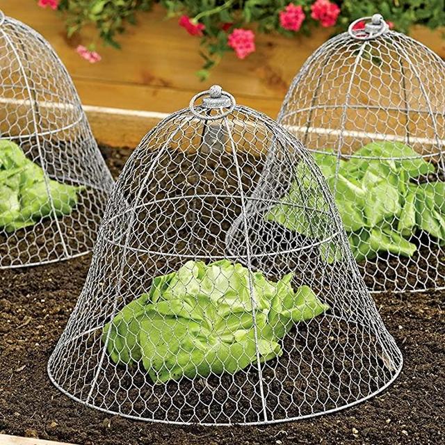 Gardener's Supply Company Sturdy Chicken Wire Cloche, Plant Cover and Protection