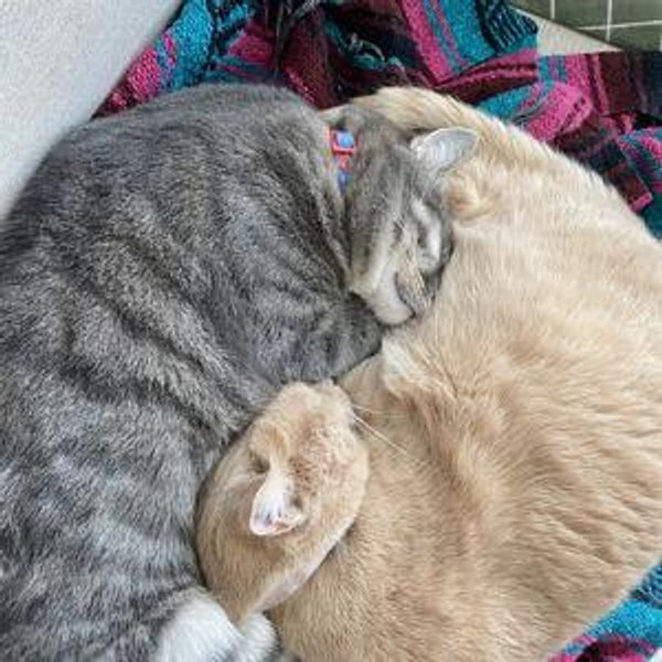 Help us buy a self cleaning litter box!