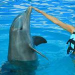 Dolphin Swimming & Aquaventuras Park