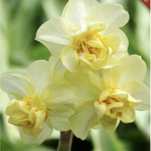 Yellow Cheerfulness Daffodil Jumbo Pack