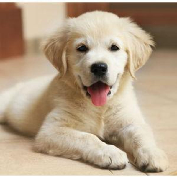 Keegan's Puppy Fund!!!!