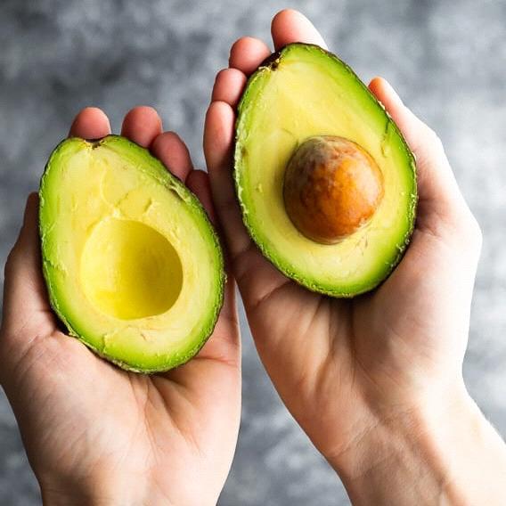 Avocado Plants for Our Land