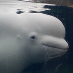 Mystic Aquarium