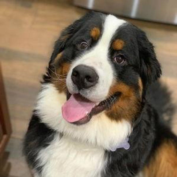 Doggy Day Care
