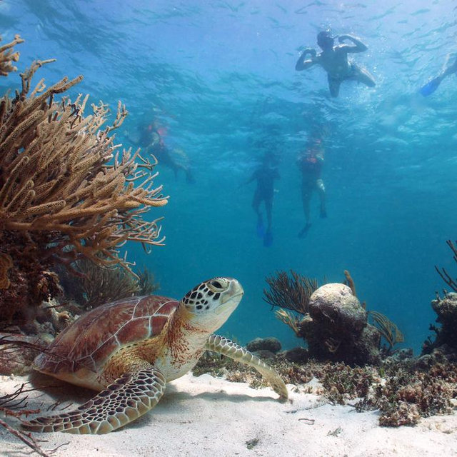 Snorkel tour for 2