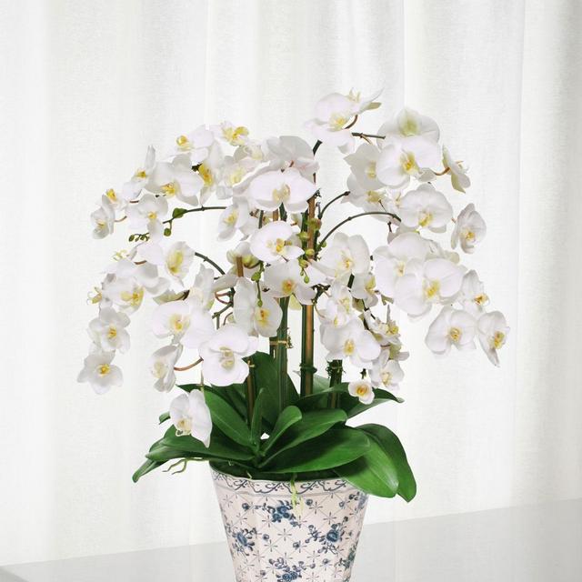Orchid in Fleur Oval Container