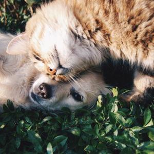 Our New Furry Family Members Fund