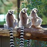 Cheyenne Mountain Zoo
