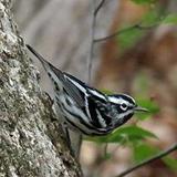 Birdwatching & Hiking Paths at Goodstone Inn