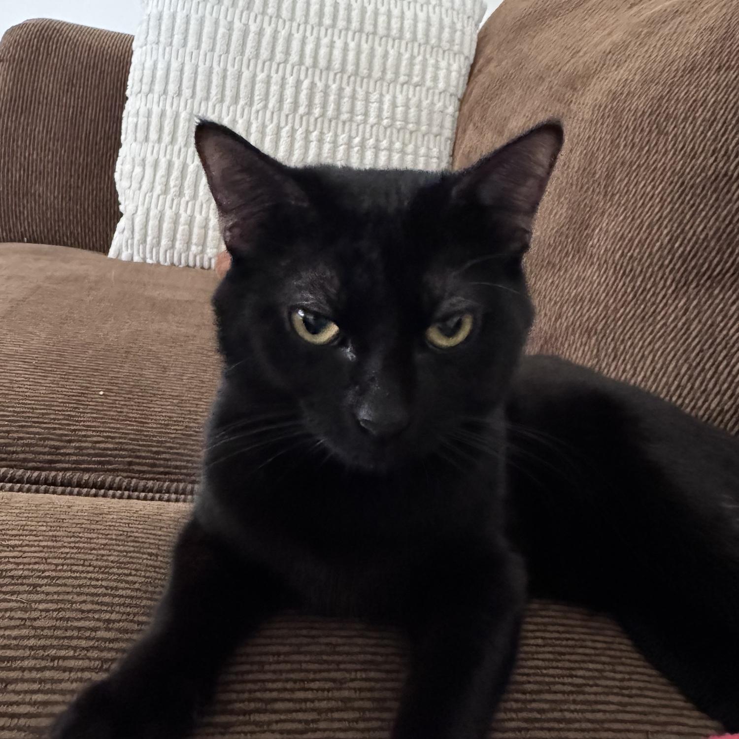 We became cat parents to the sweetest boy! Chopper is the sweetest most precious baby!