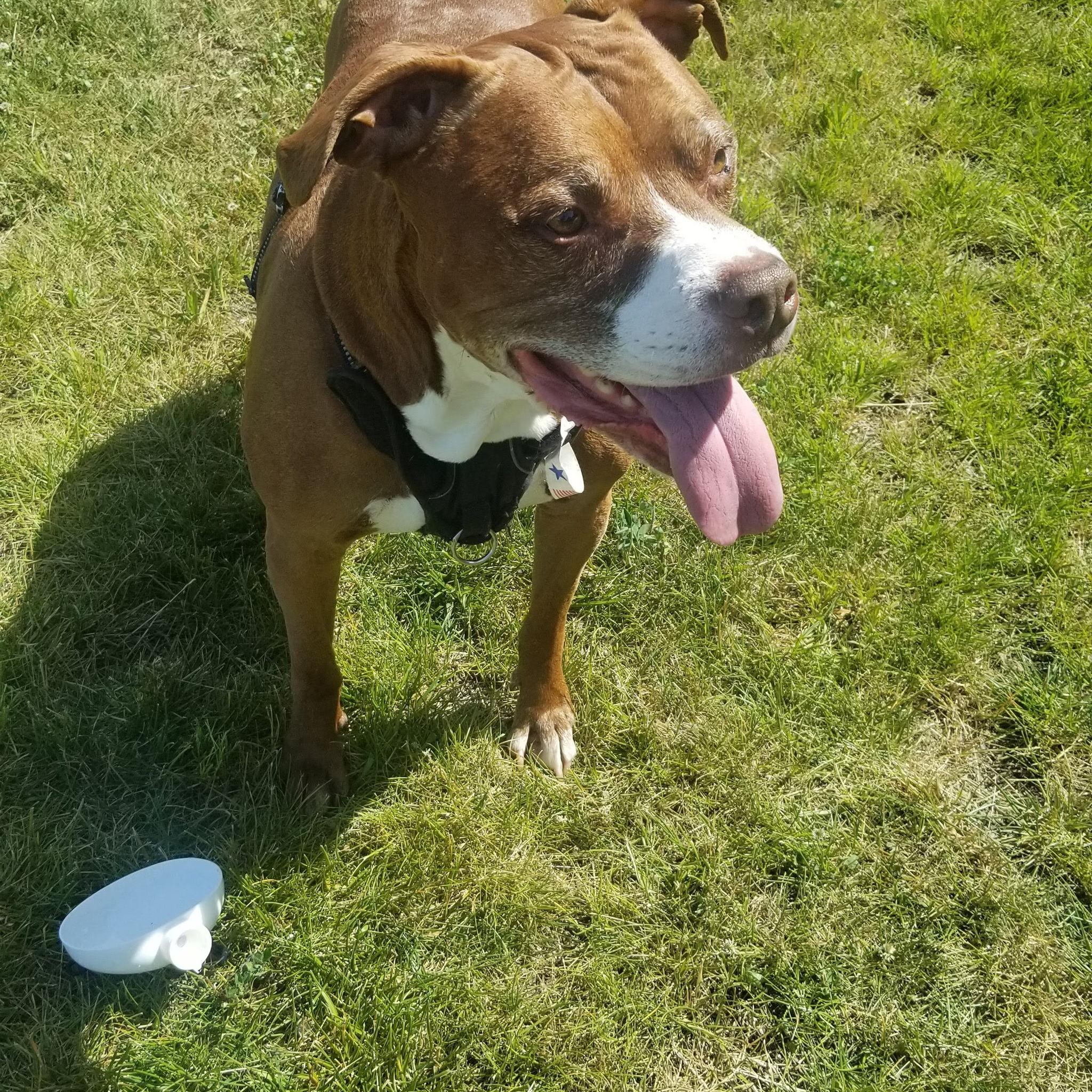 Our baby at the dog park