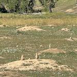 First Creek at DEN Open Space