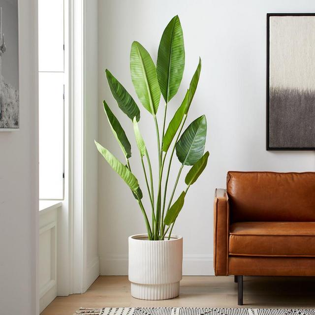 Faux Potted Bird of Paradise, 6 Feet