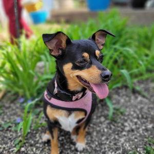 Piper Fund