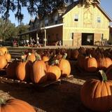 Sweetfields Farm