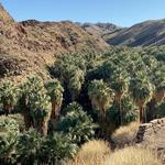 Palm Canyon