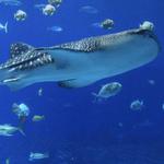 Georgia Aquarium
