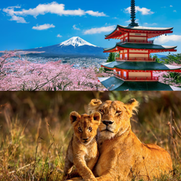 Dream Honeymoon - Japan or African Safari!