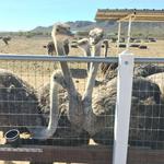 Rooster Cogburn Ostrich Ranch