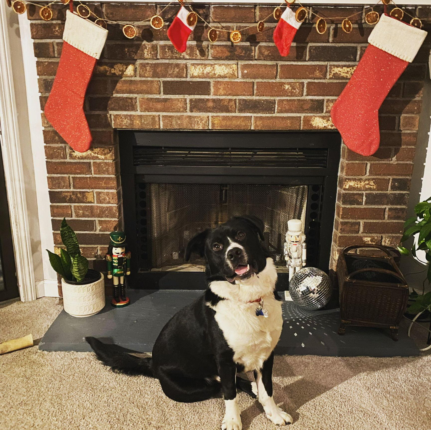 Ares first Christmas