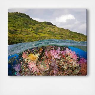 Fijian Reef Scene By David Fleetham Canvas Art