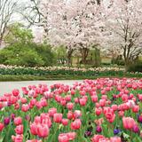 The Dallas Arboretum and Botanical Garden
