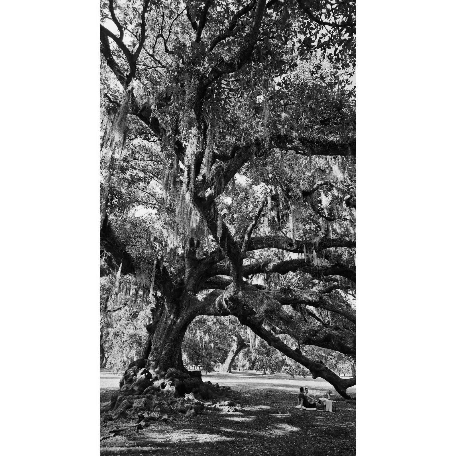 Robbie proposed under the Tree of Life at the Audubon Park in New Orleans.
