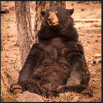 Bearizona Wildlife Park