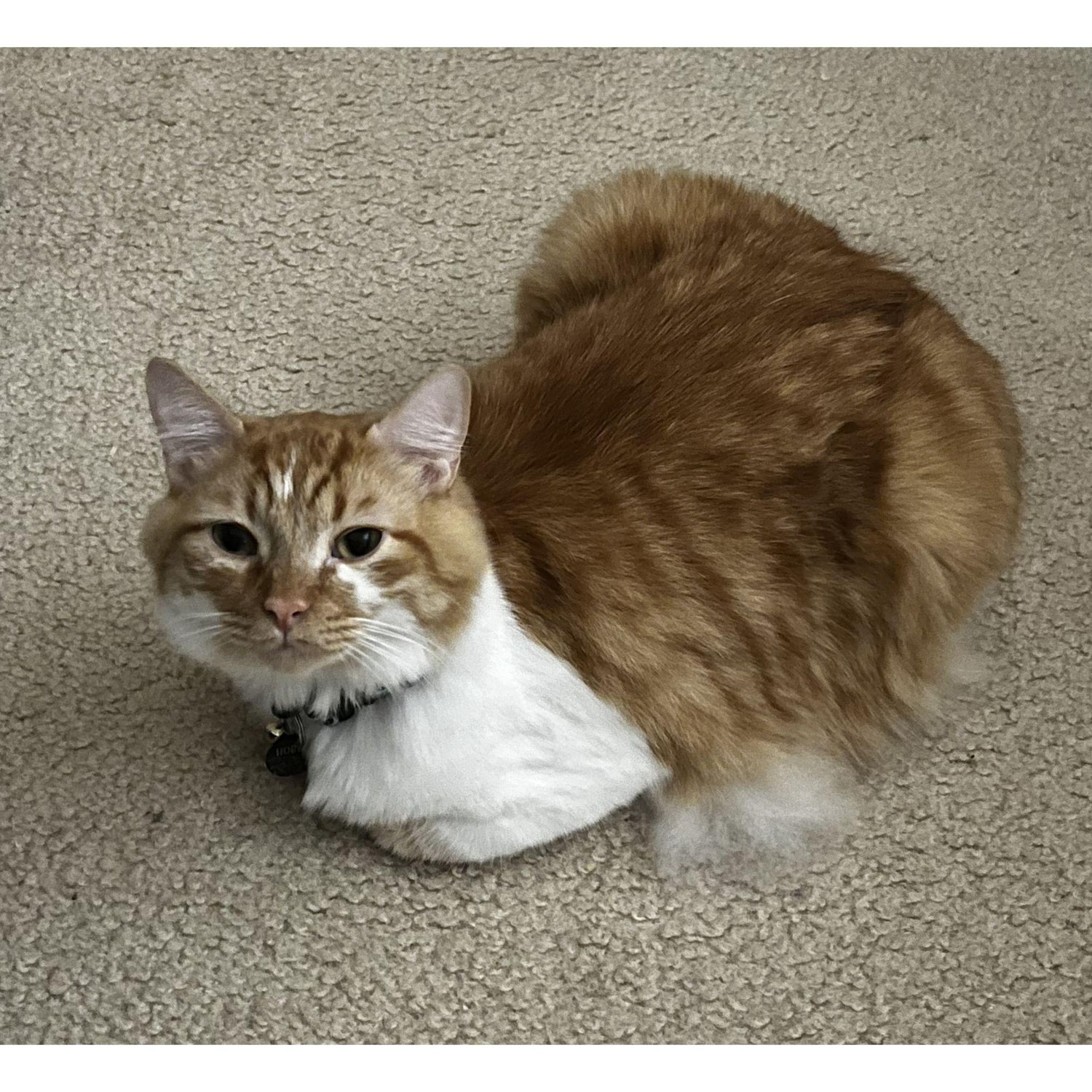 our baby Hobbes