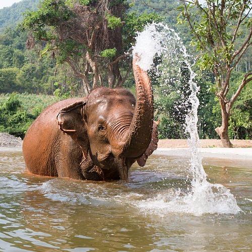 Elephant Sanctuary