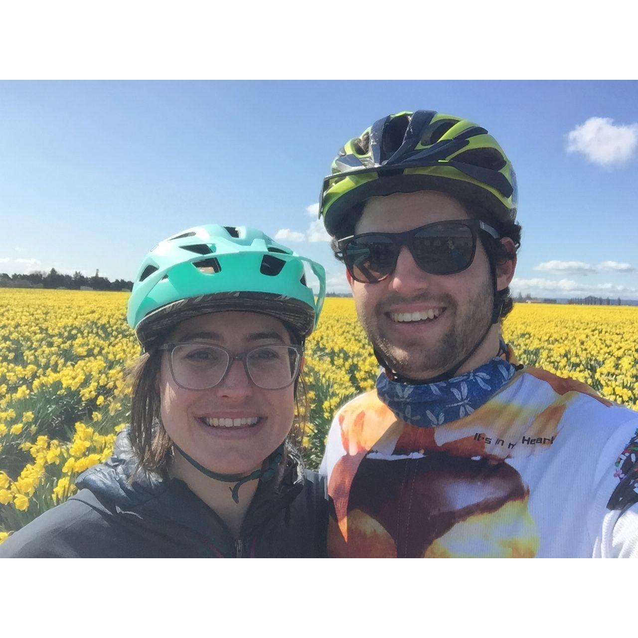Biking in the daffodil fields
