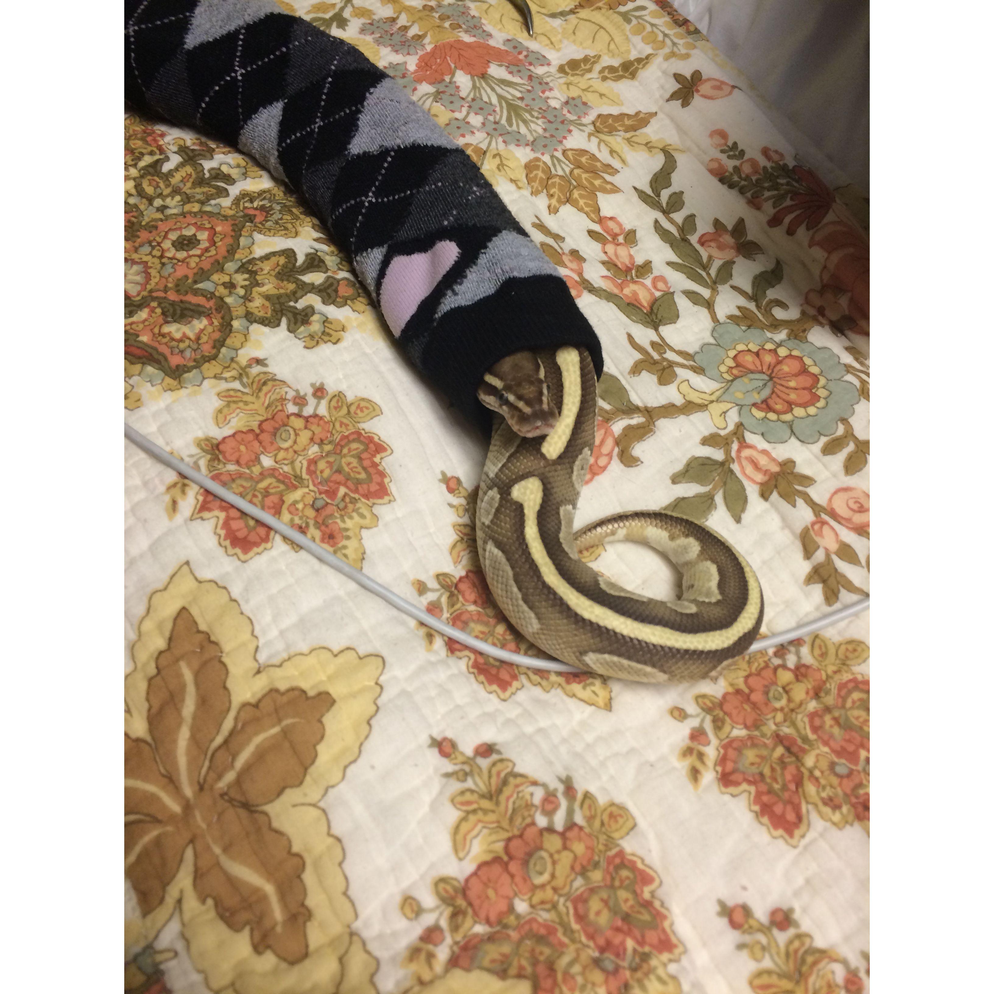 Butters enjoying a nice warm sock