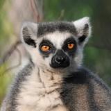 Saint Louis Zoo