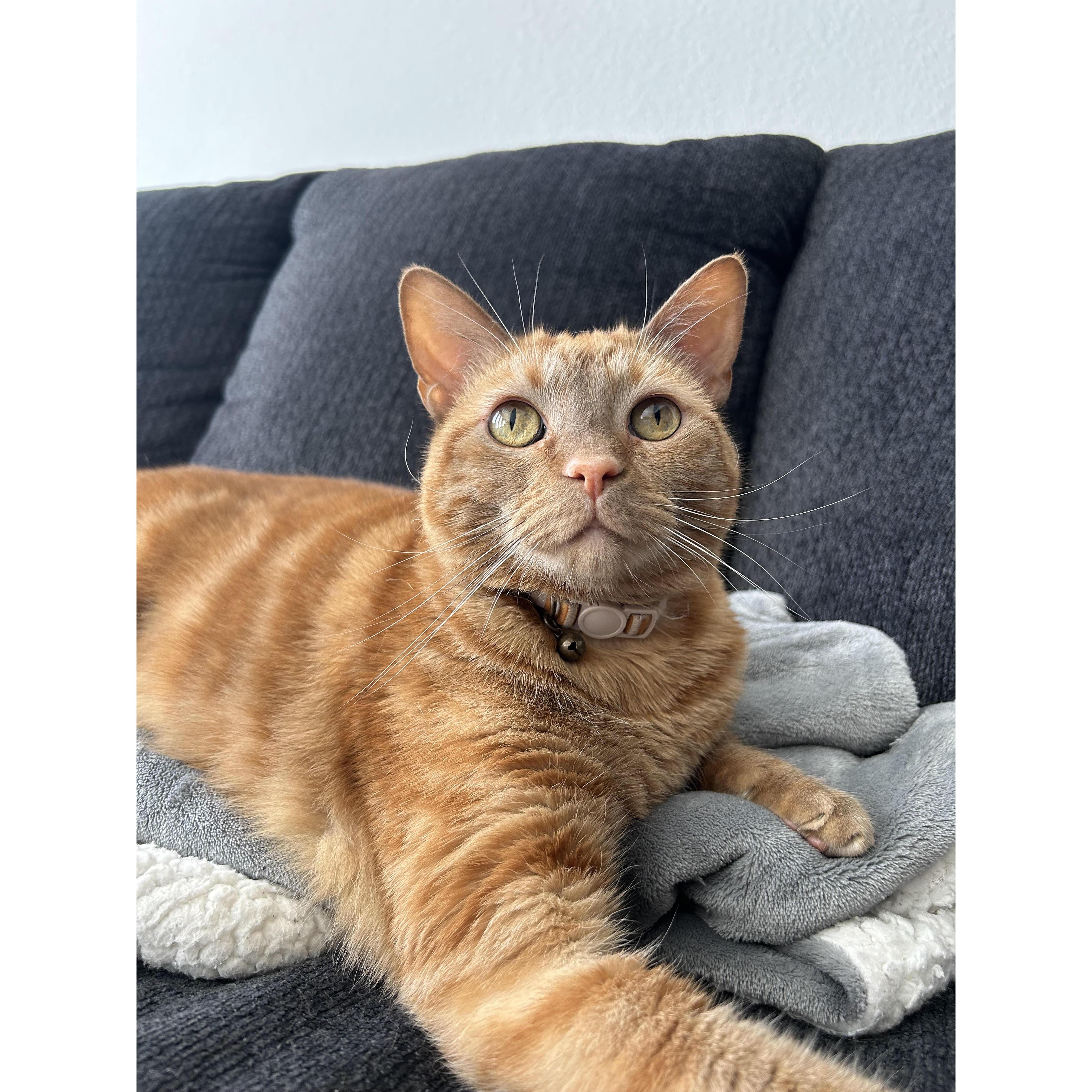 Our kitty Cinnamon