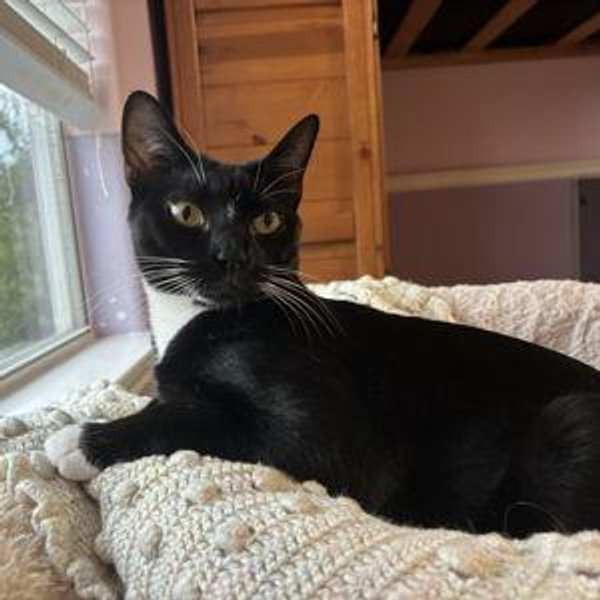 Our Pet Toy Fund
