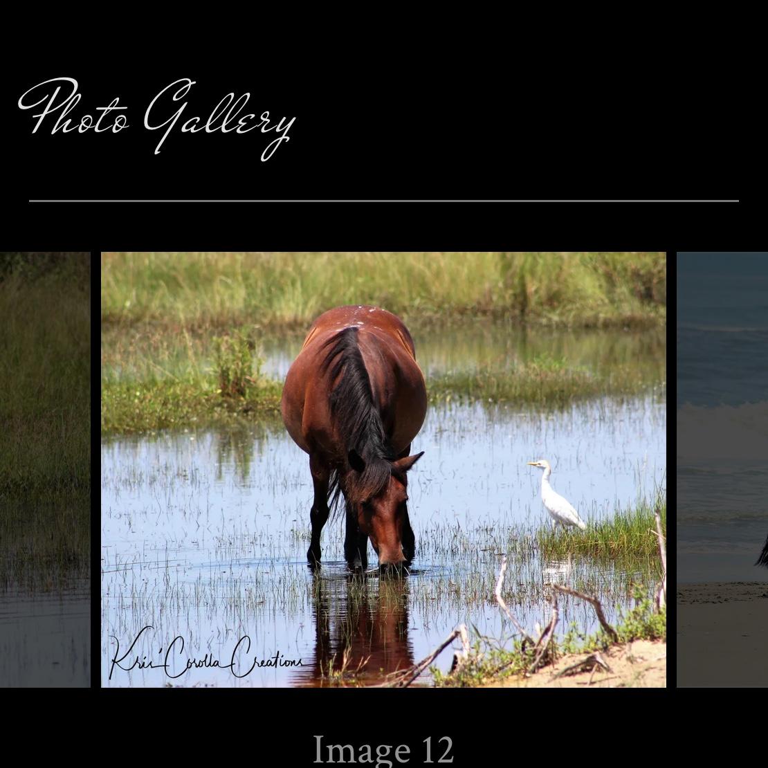 Corolla Wild Horses - image 12 18x24