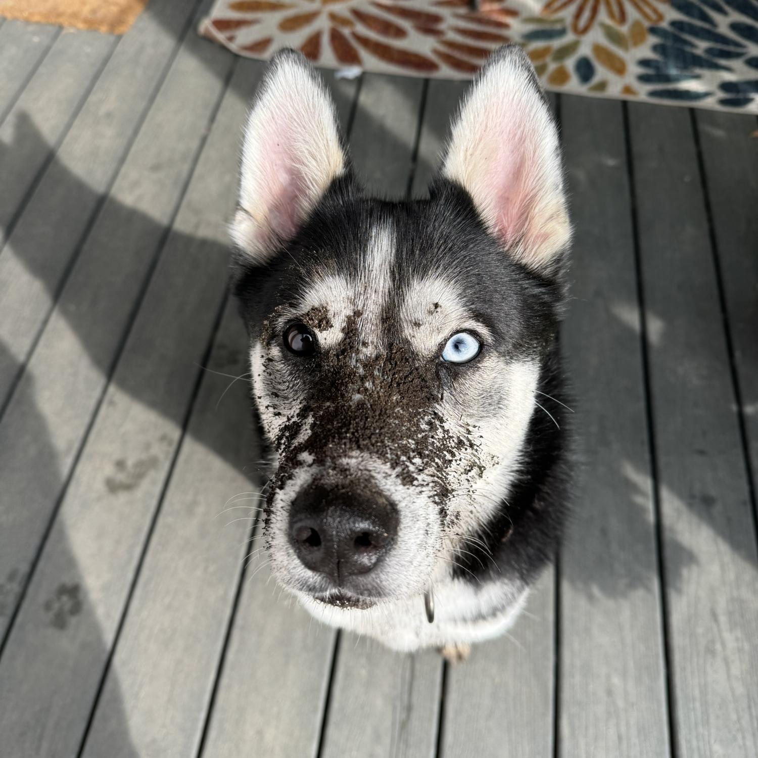 Baby boy Bayou :)
