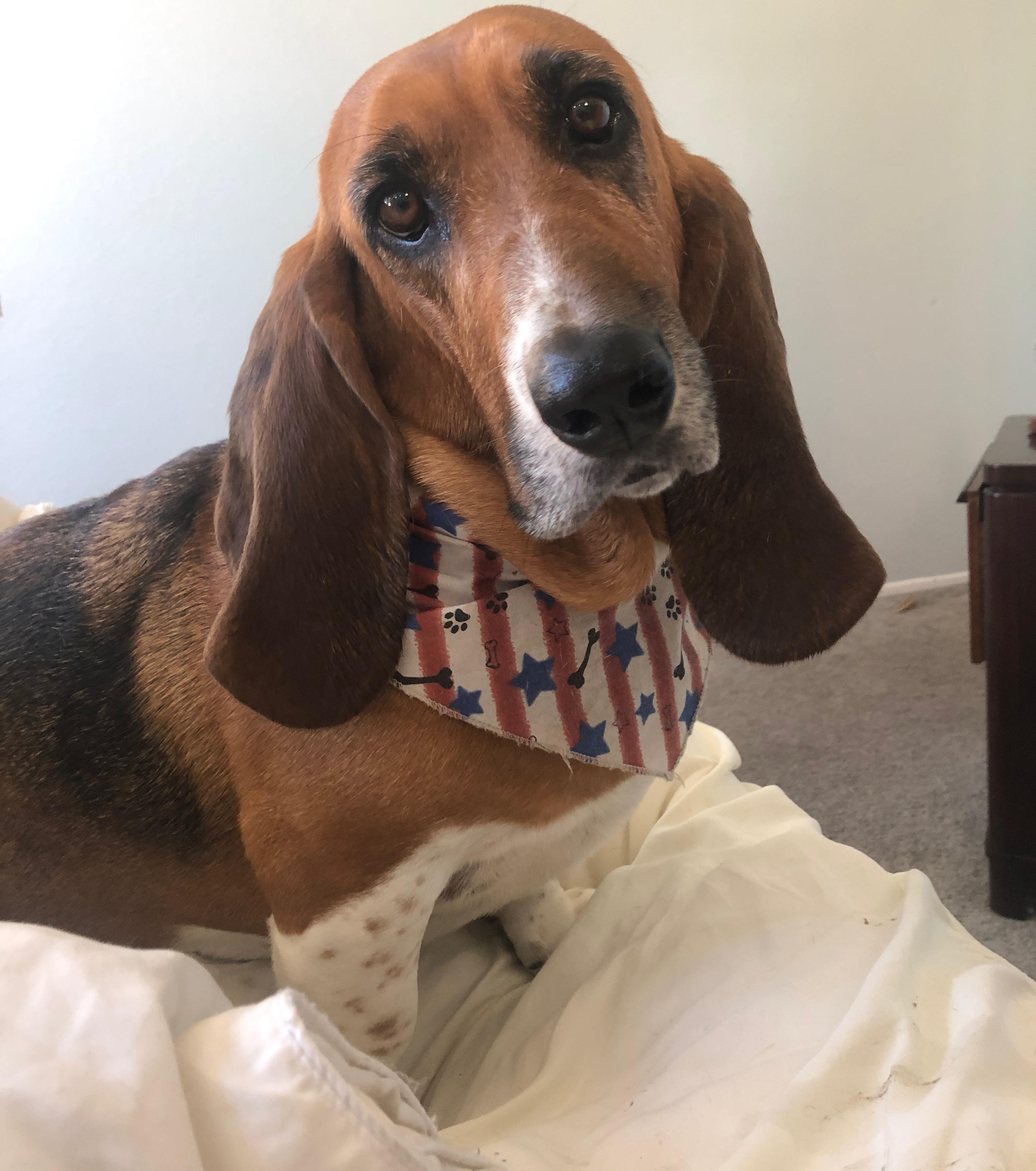 Our Pet Toy Fund