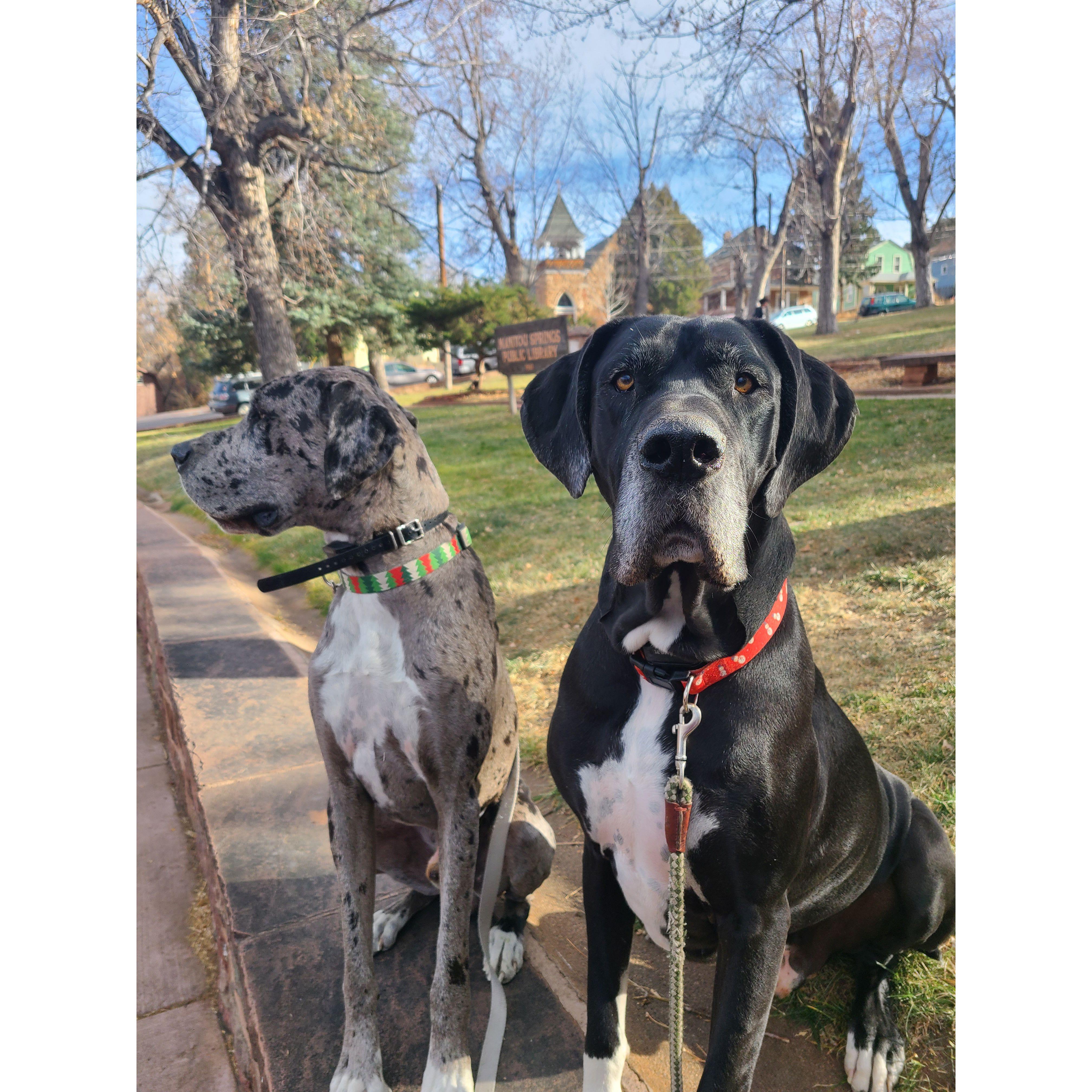 Regal puppies!