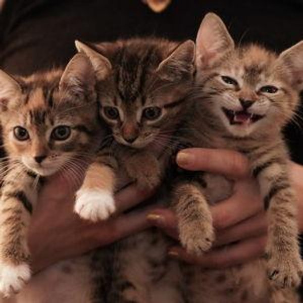 Kitten Foster Funds