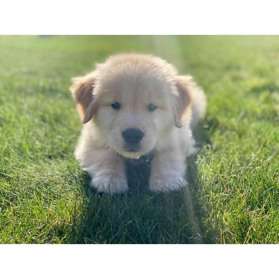 Our first day with Loki... a new adventure began.