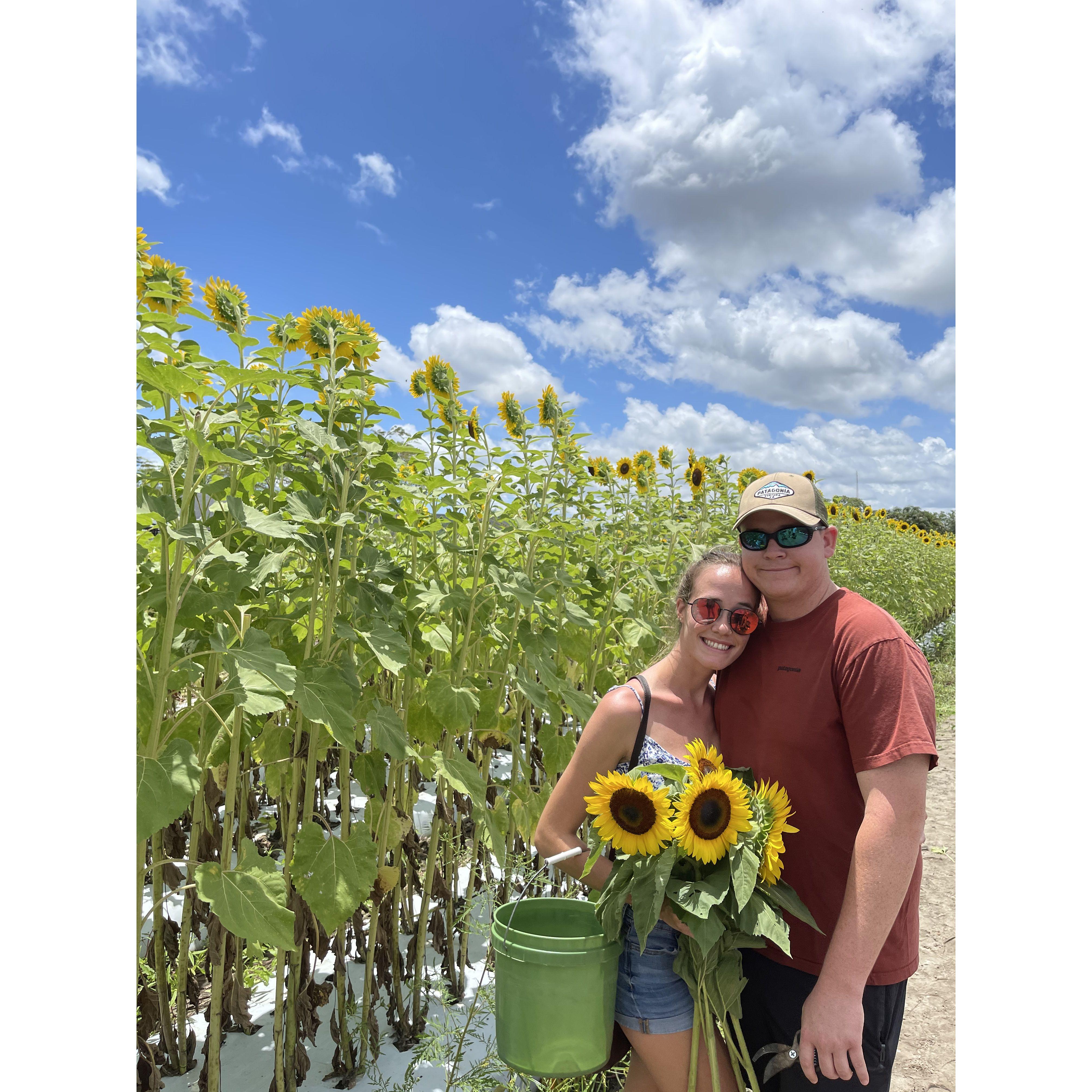 Sunflower fields