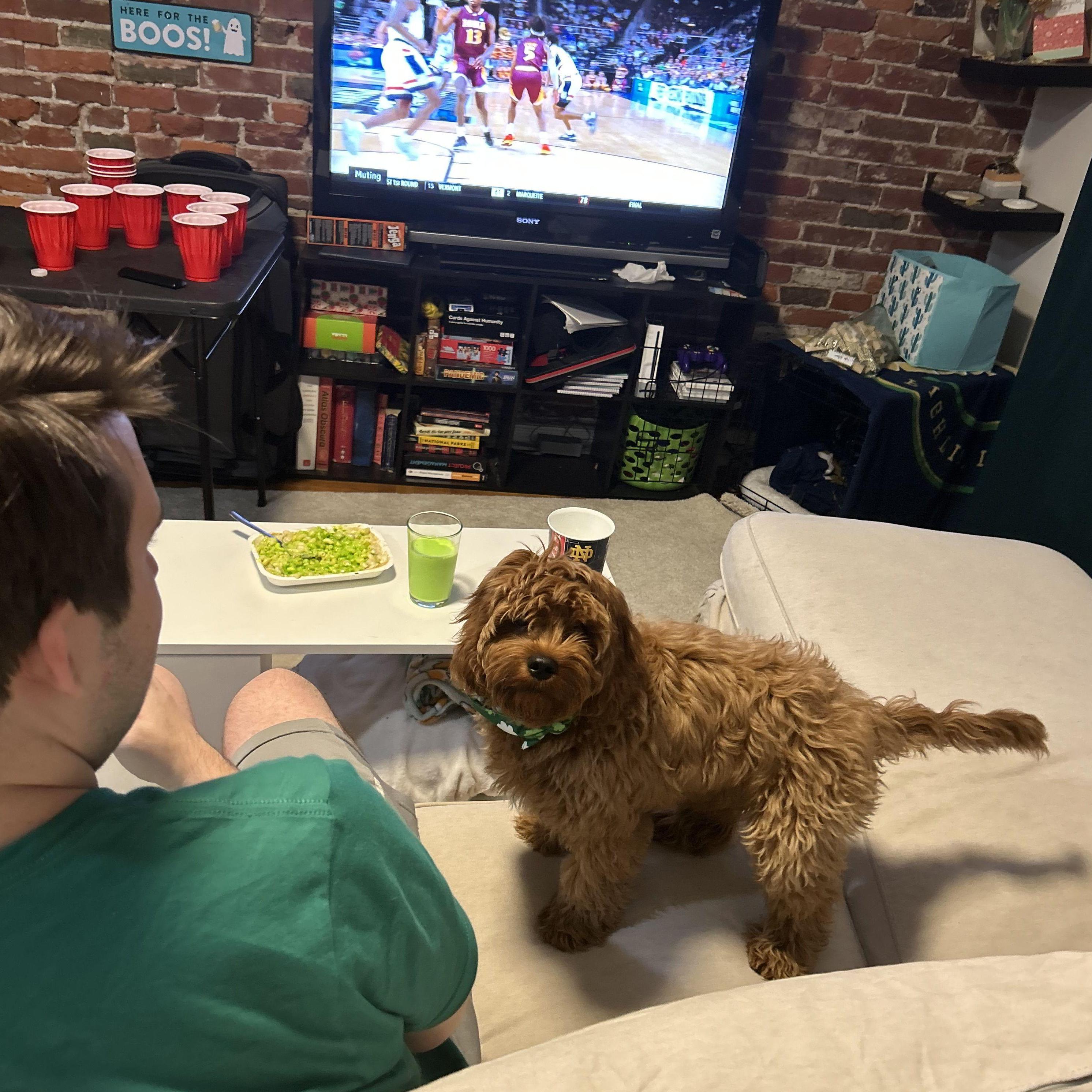 Wilbur watching basketball with Jack on St. Patrick's day