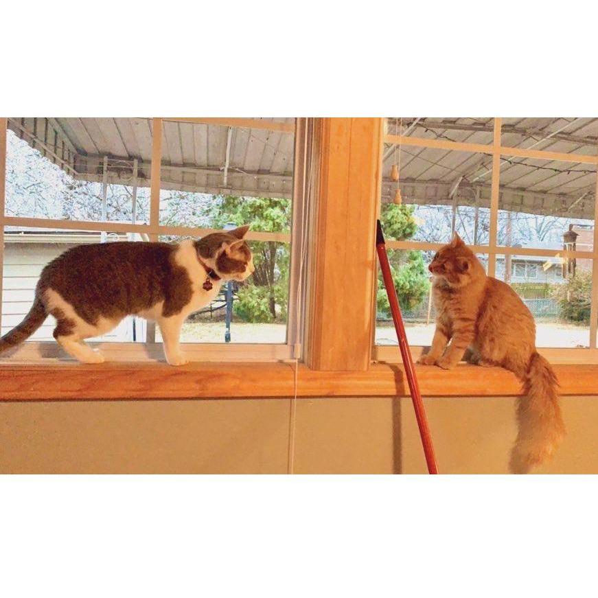 We also have two perfect kitties, Memphis (gray and white), and Sundara, or Sunny (orange)