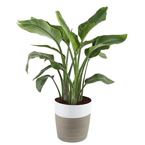 Costa Farms Bird of Paradise Strelitzia nicolai, Indoor Plant in Décor Planter, 3 to 4-Feet Tall, White-Natural