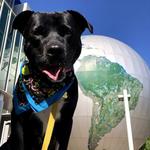 North Carolina Museum of Natural Sciences