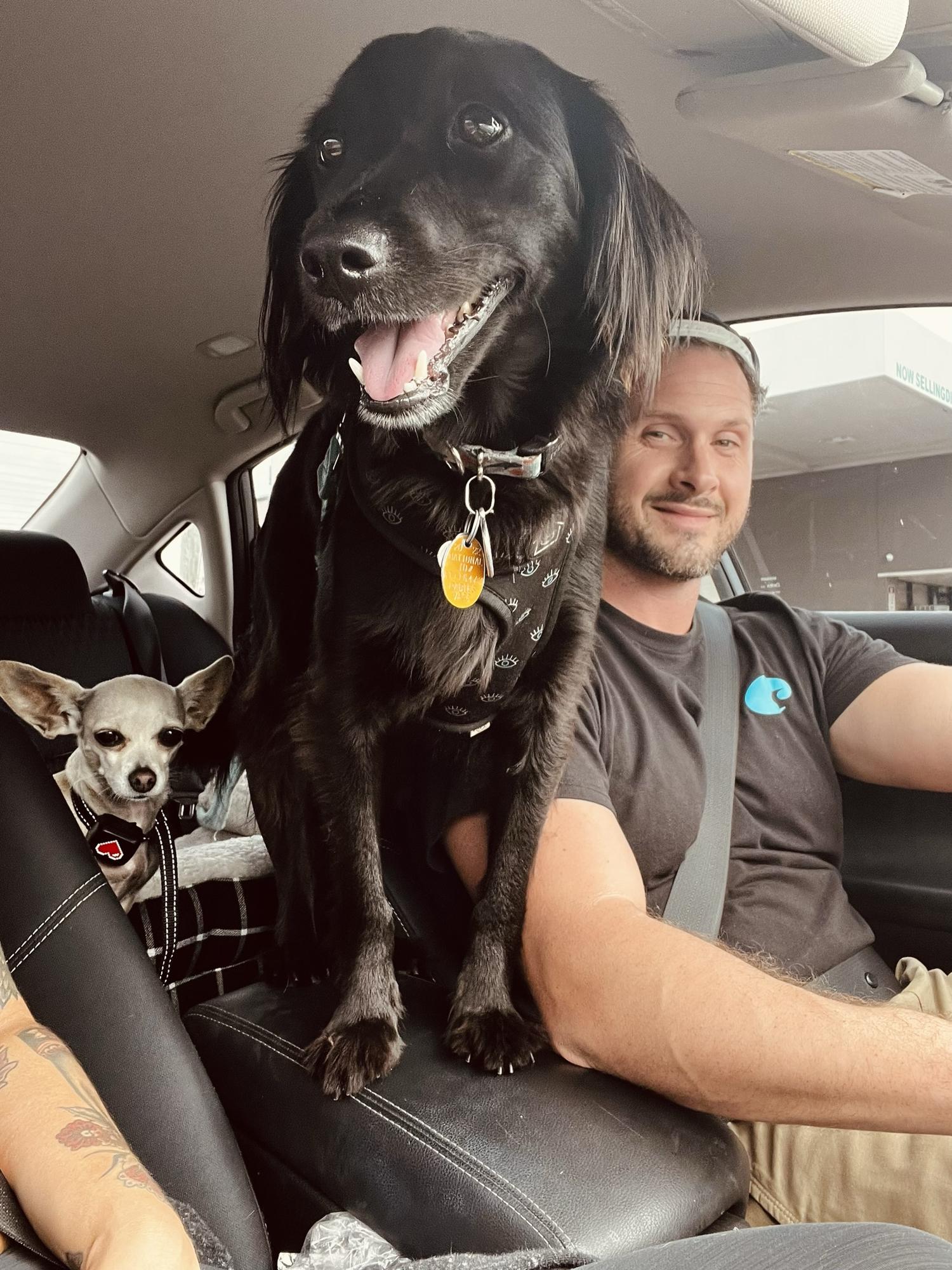 Brownie & Luna love their car rides